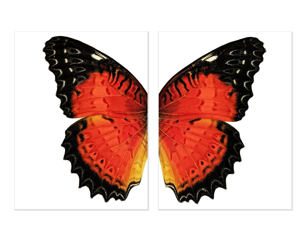 Butterfly #15 Diptych