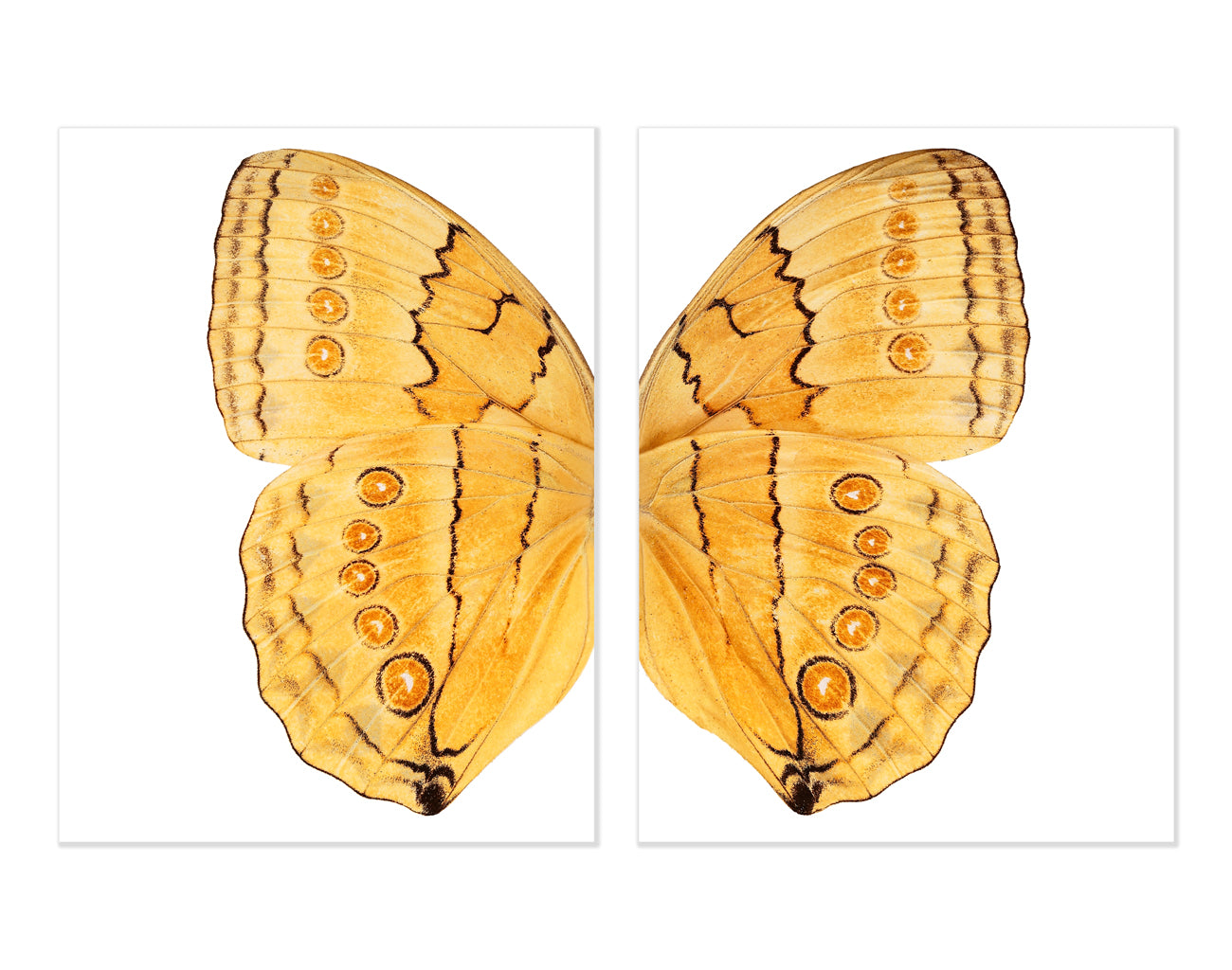 Butterfly #16 Diptych