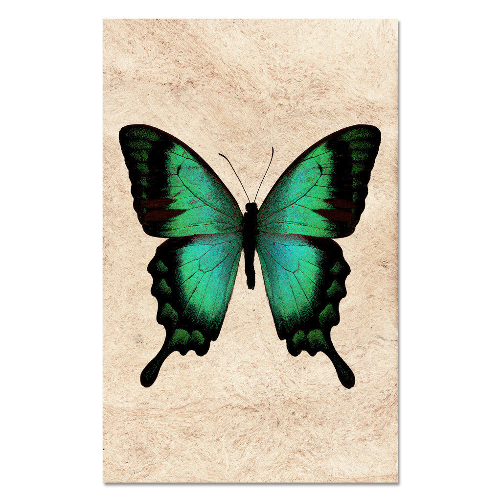 Butterfly #1