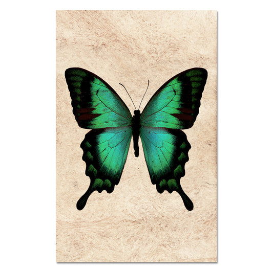 Butterfly #1