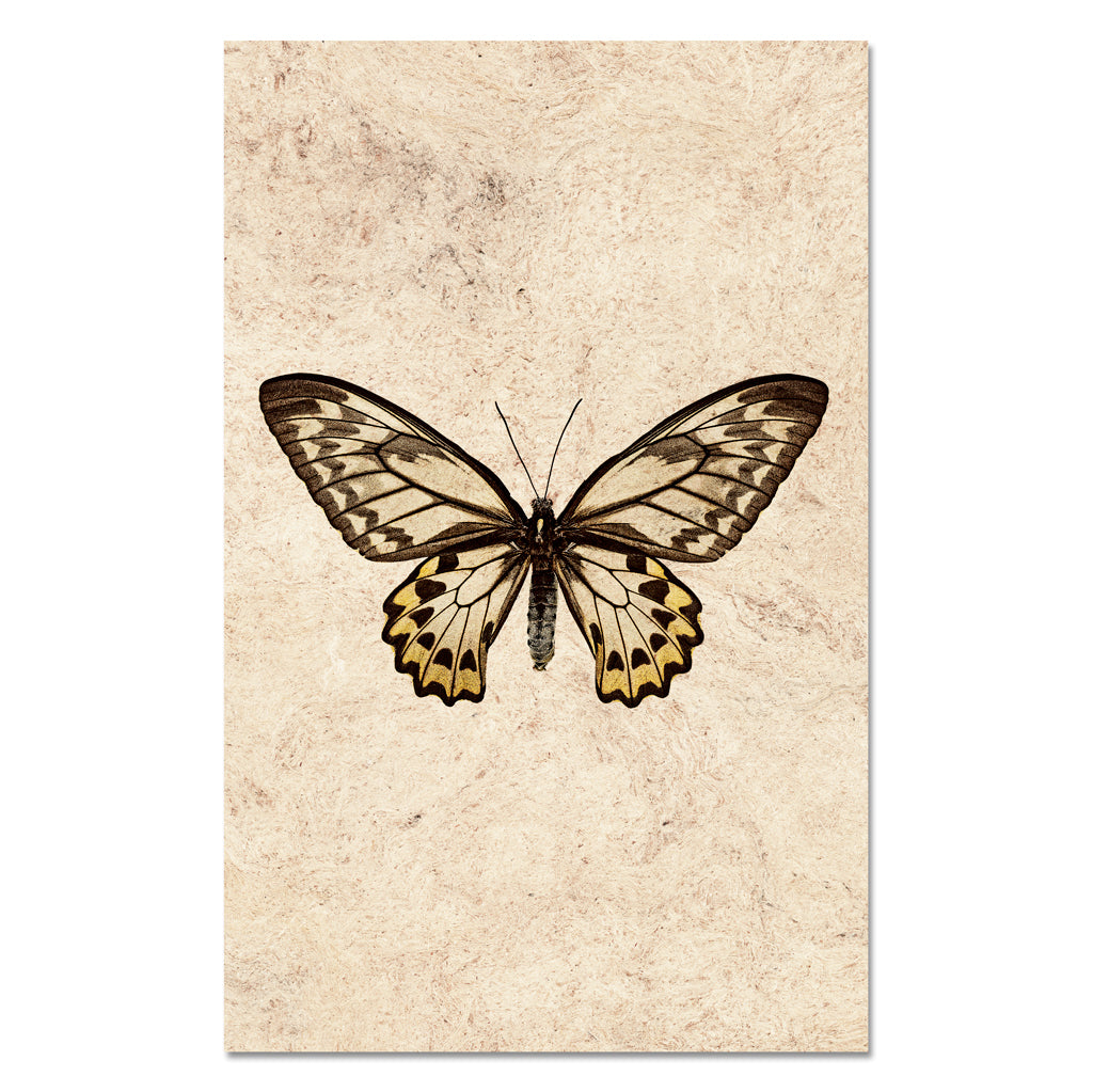 Butterfly #12