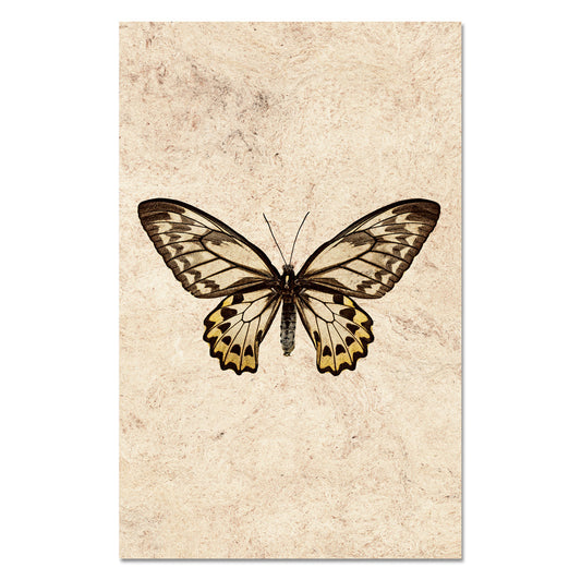 Butterfly #12