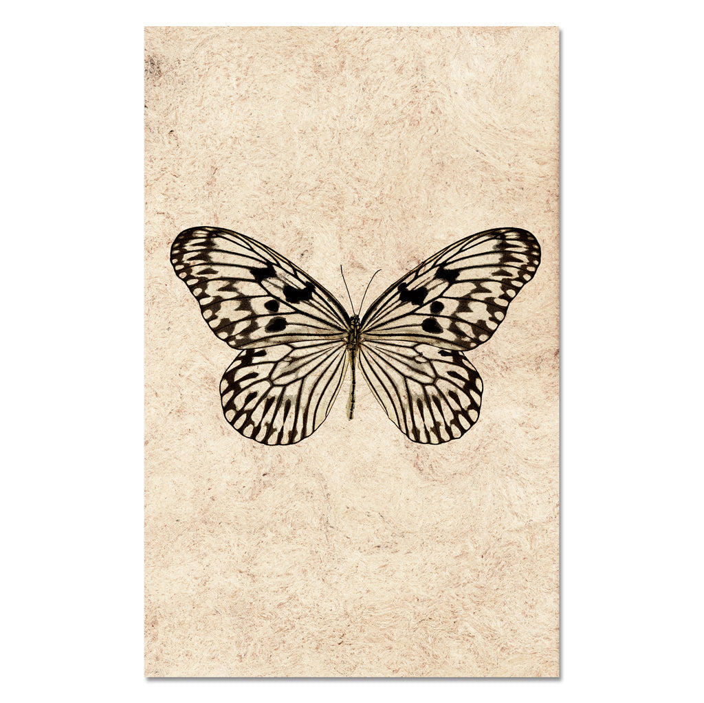 Butterfly #9