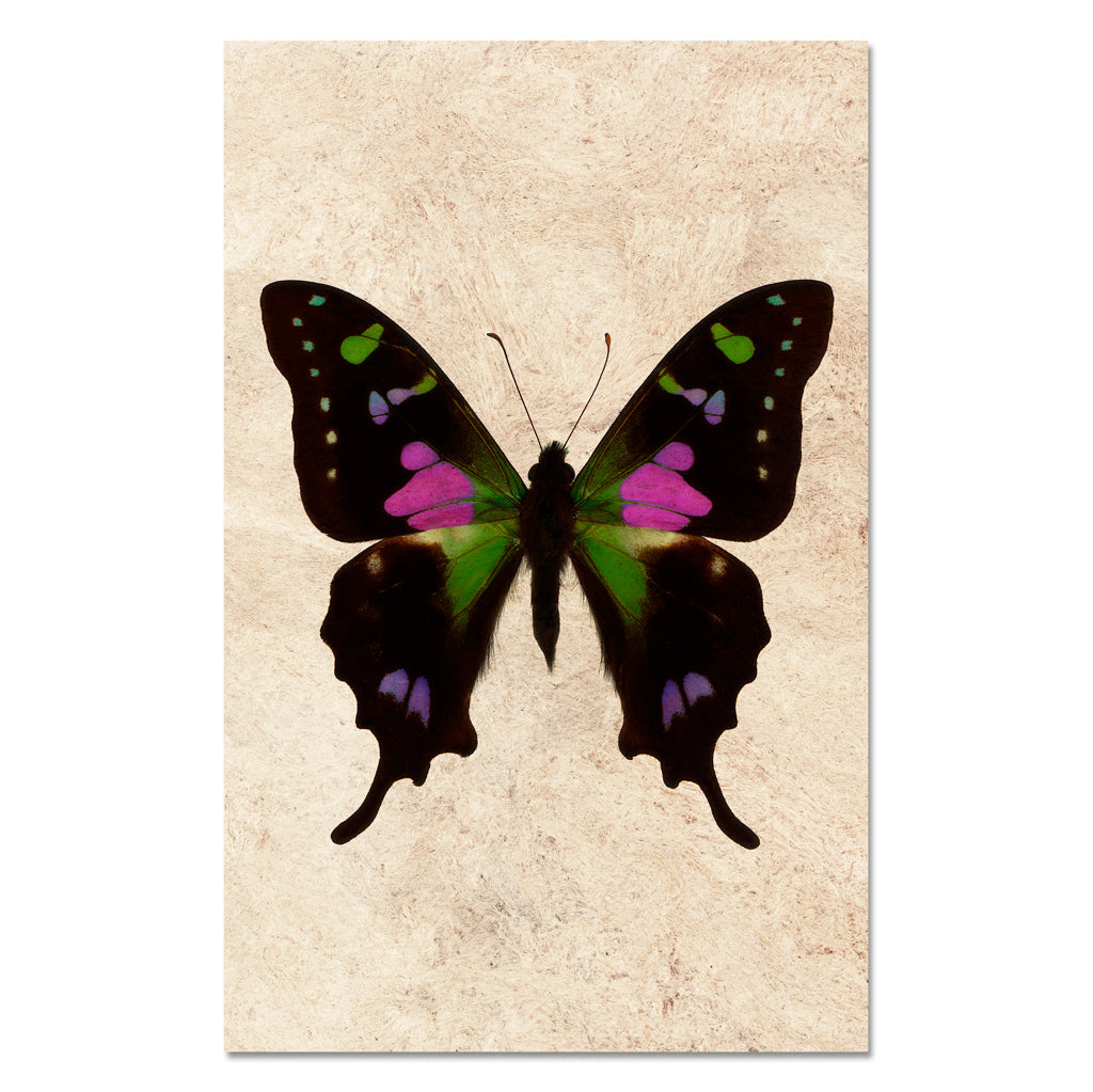 Butterfly #2
