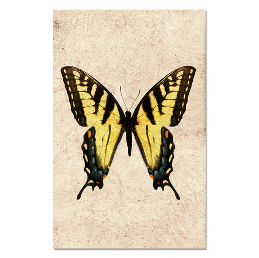 Butterfly #3
