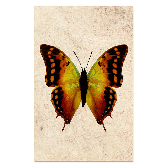 Butterfly #4