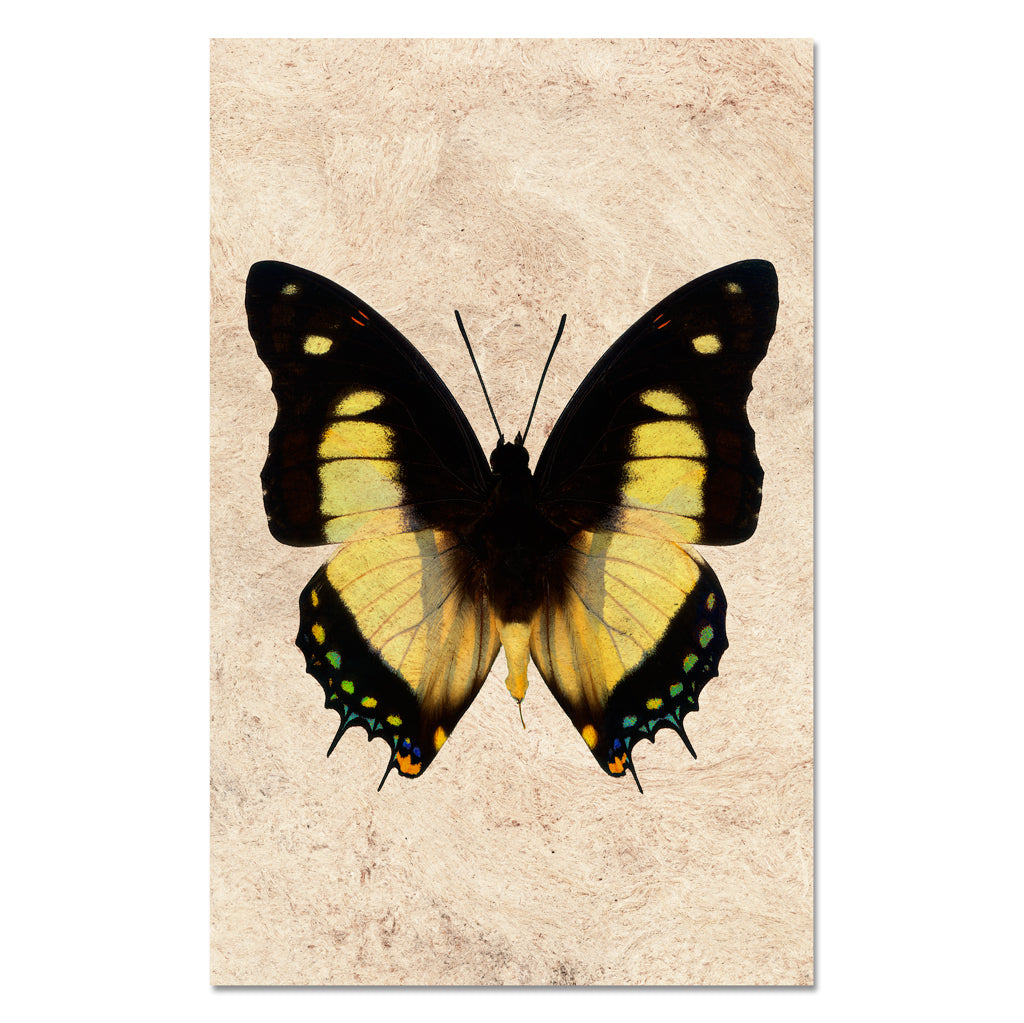 Butterfly #5