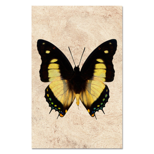 Butterfly #5