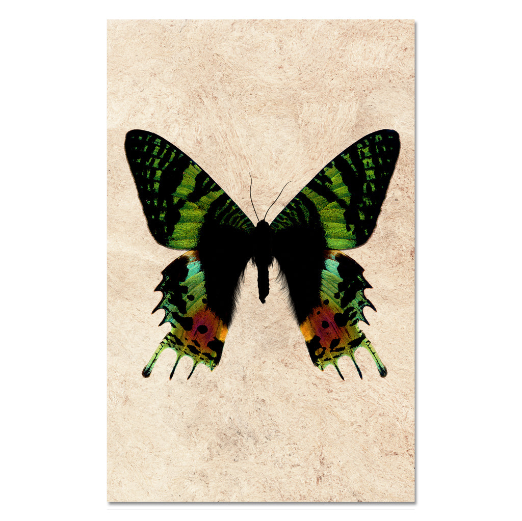 Butterfly #8