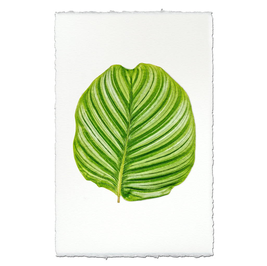 Calathea #3