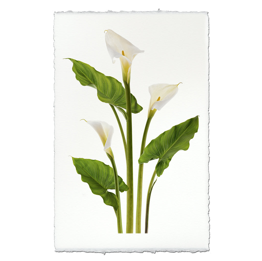 Calla Lilies