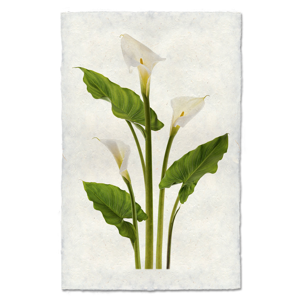 Calla Lilies