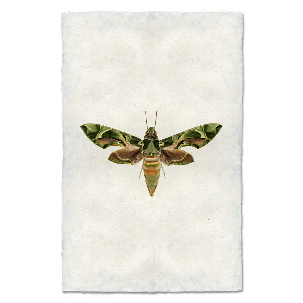 Camo Moth