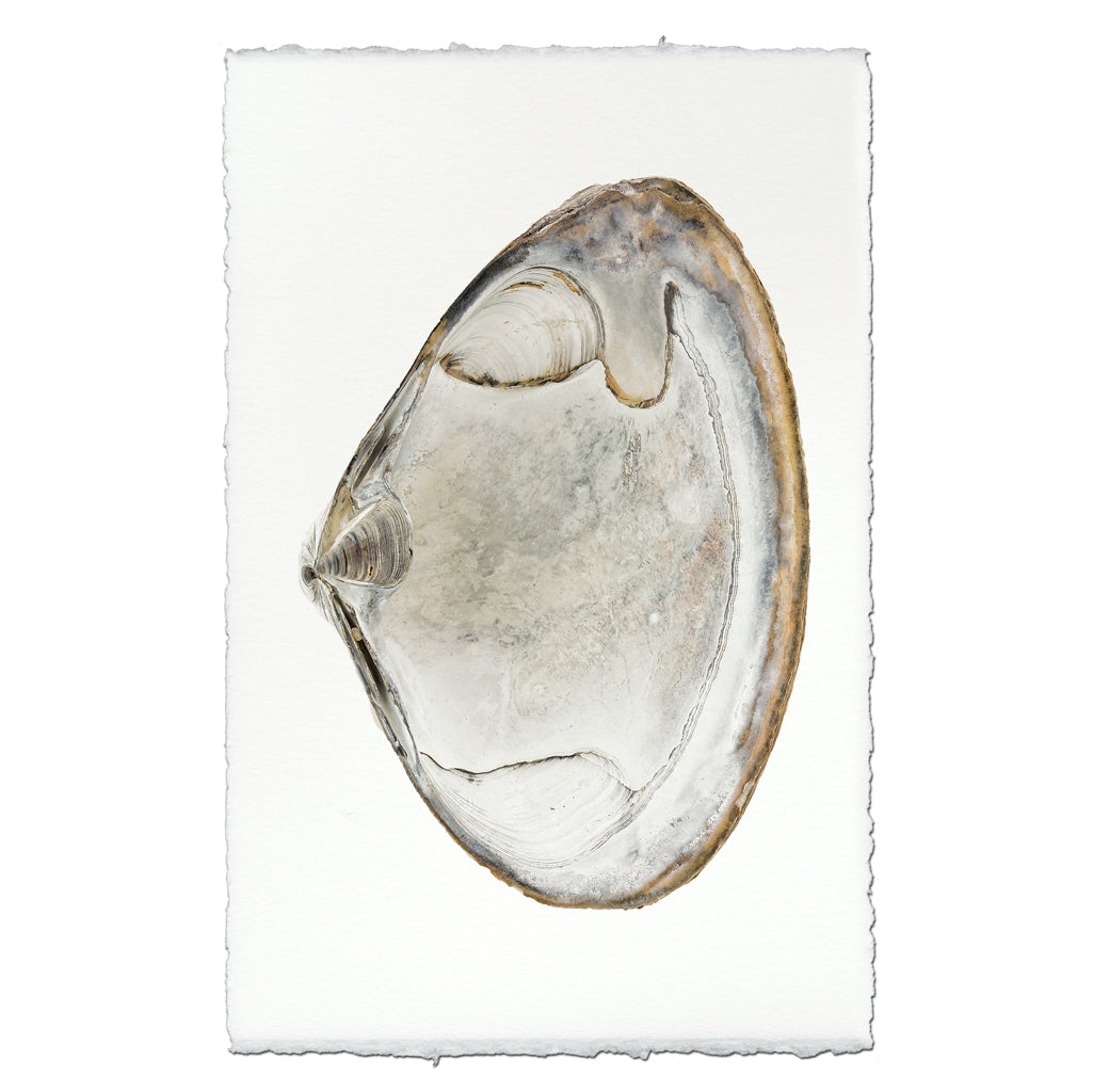 Atlantic Clam #1