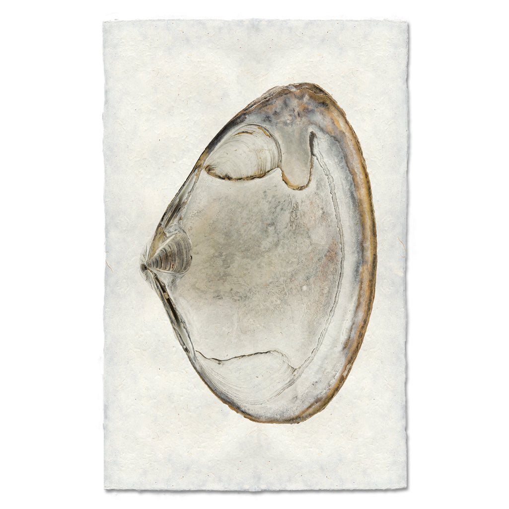 Atlantic Clam #1