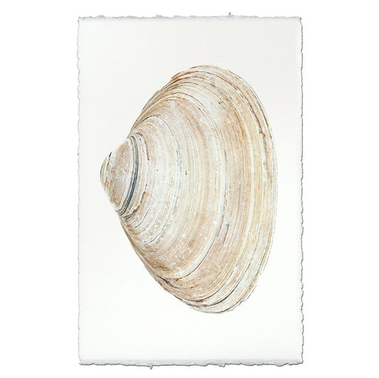 Atlantic Clam #10