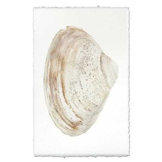 Atlantic Clam #11