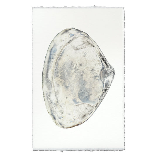 Atlantic Clam #3