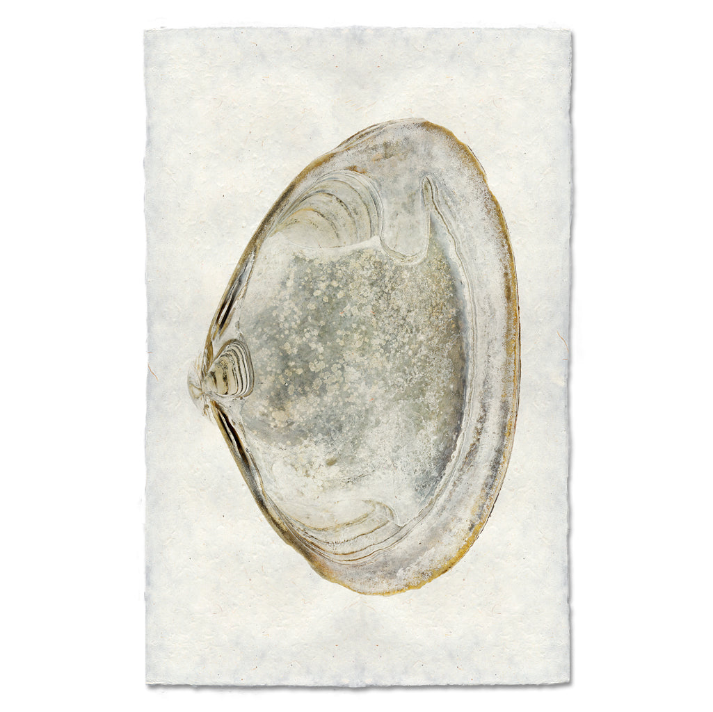 Atlantic Clam #4