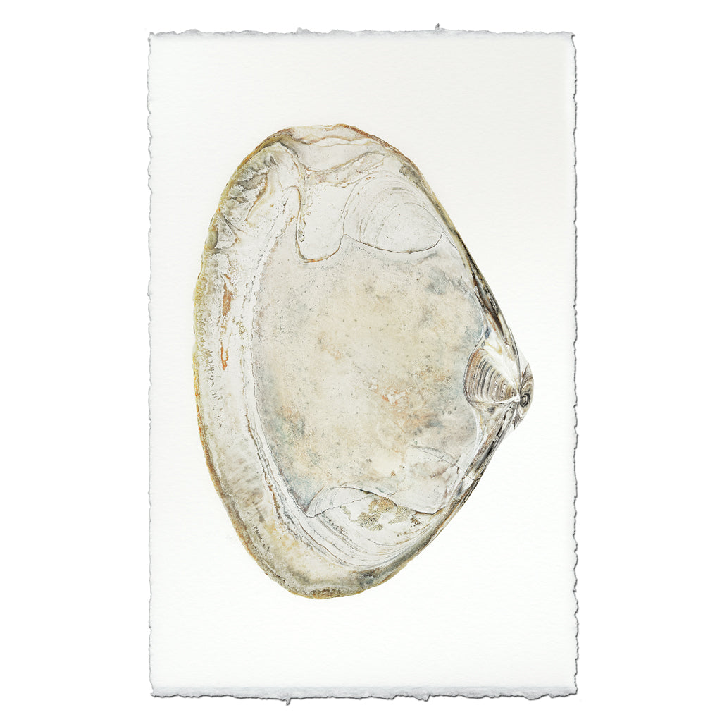 Atlantic Clam #5