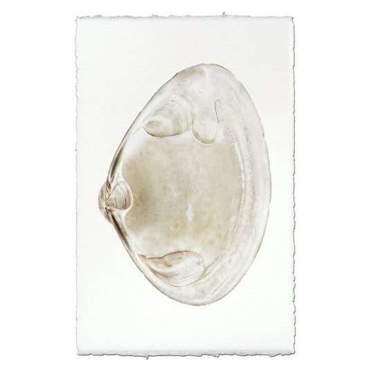 Atlantic Clam #6