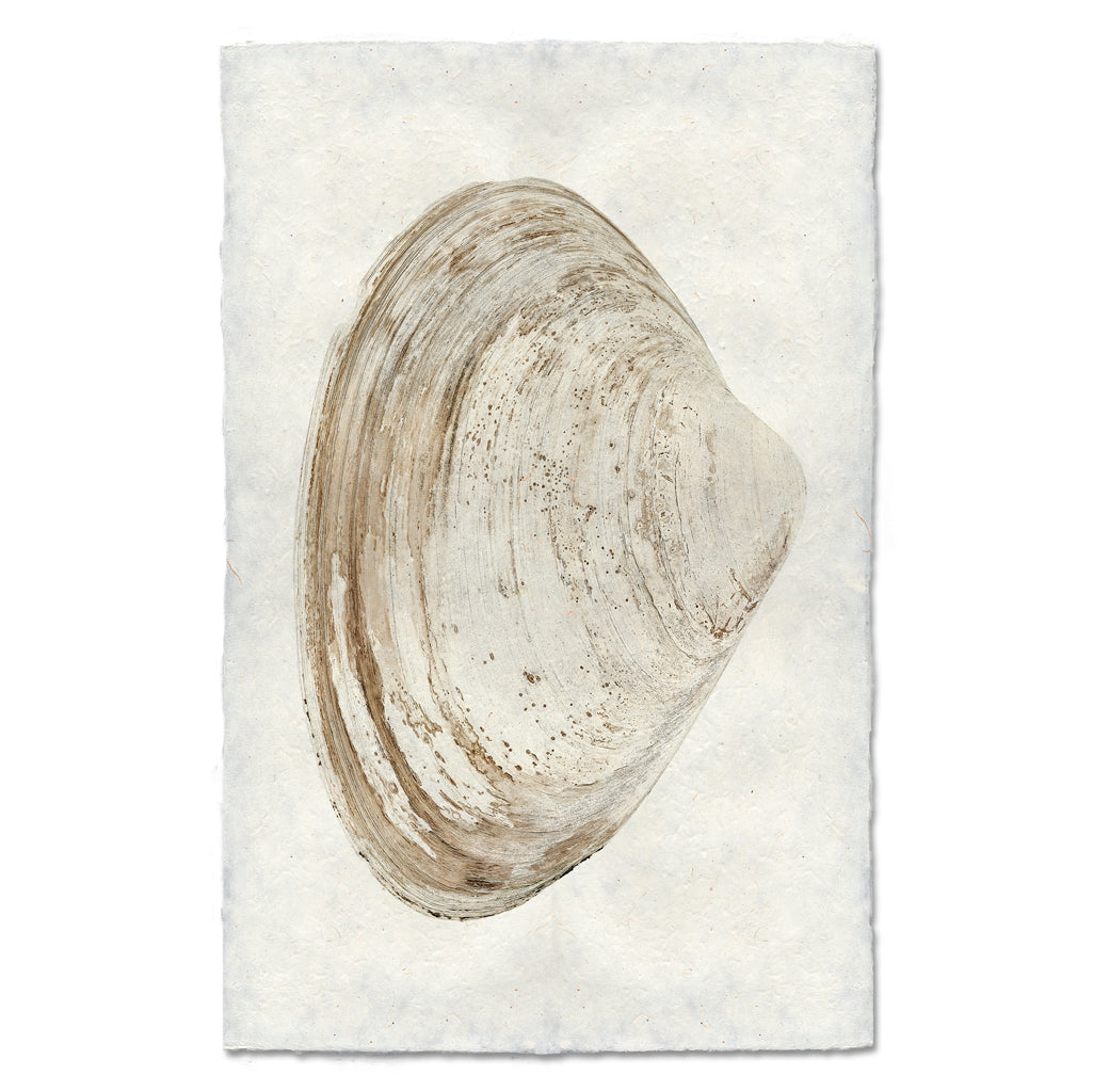 Atlantic Clam #7