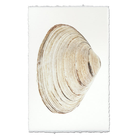 Atlantic Clam #9