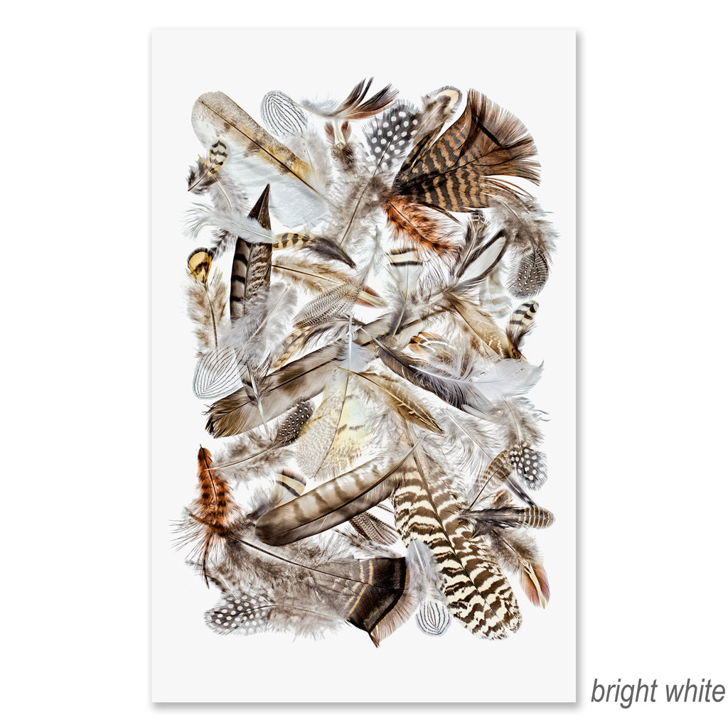 Collective Feathers Grand Format (color)