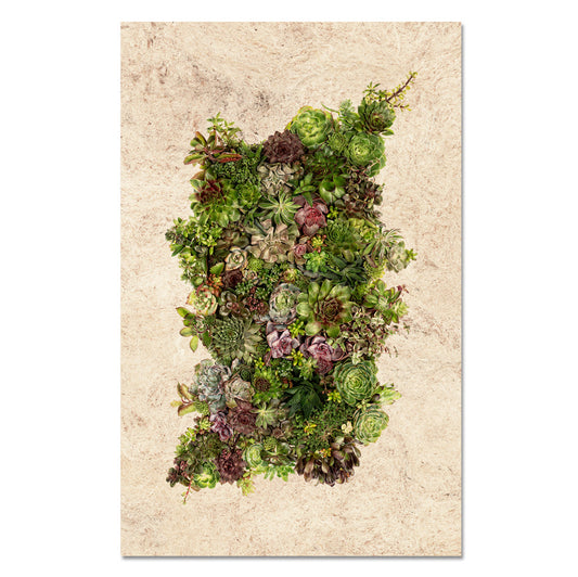 Collective Succulents