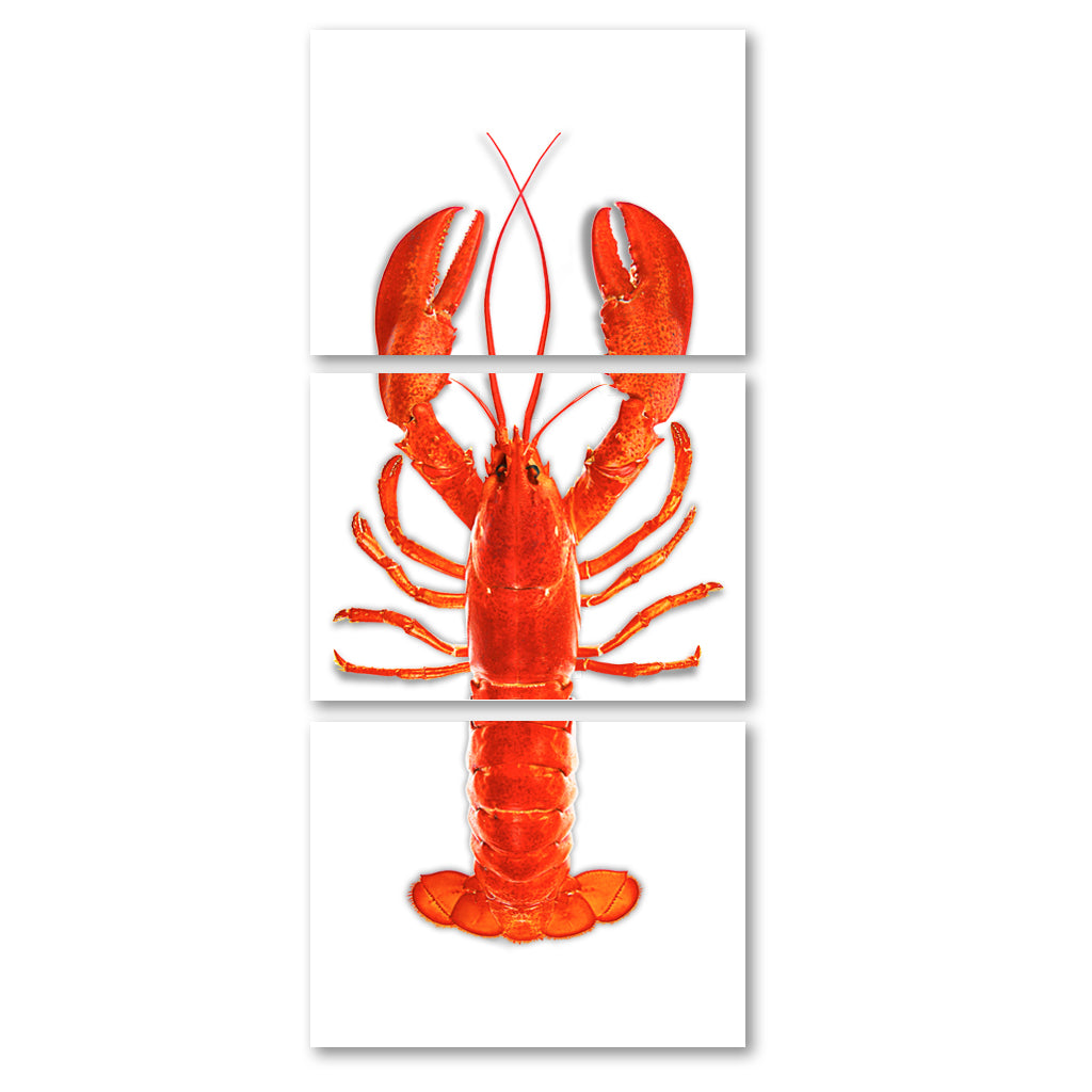 Maine Lobster (Red)