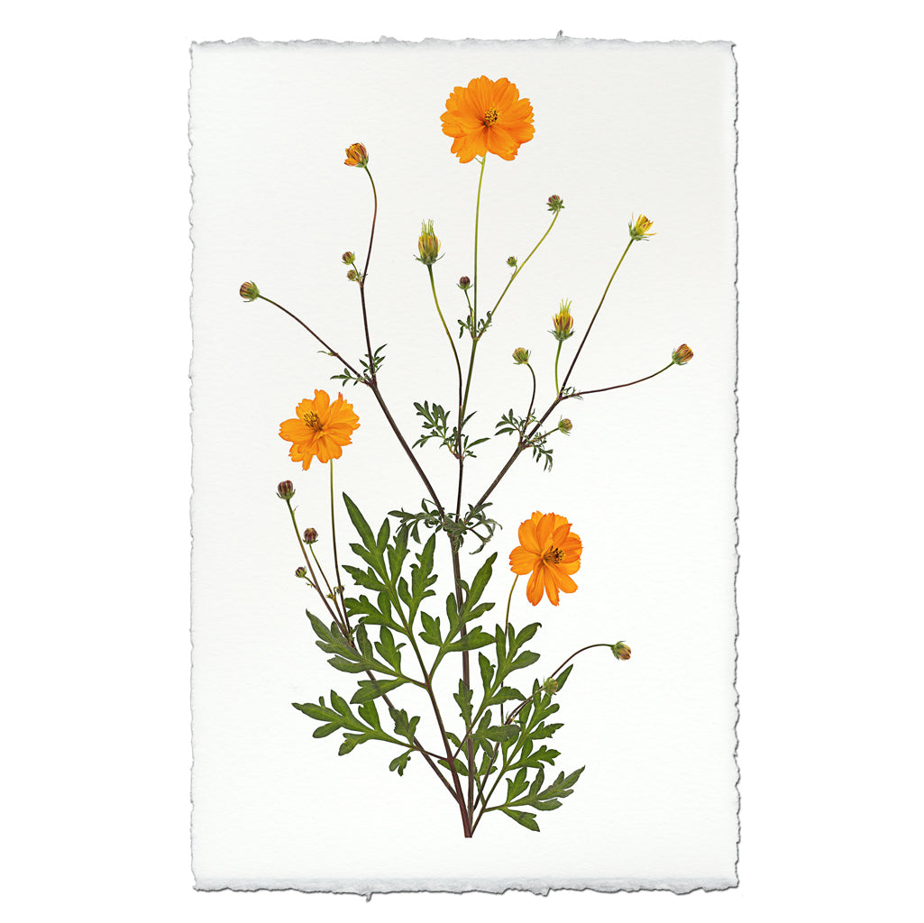 Cosmos