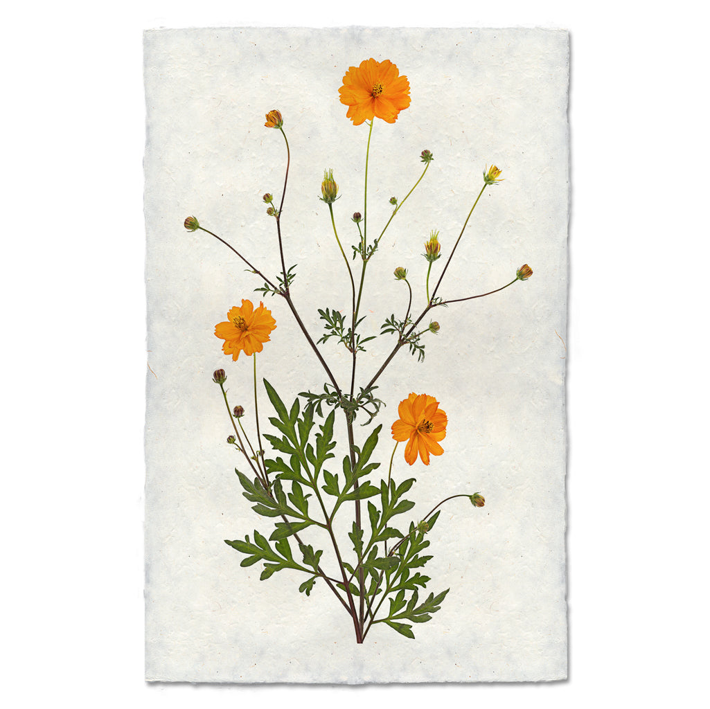 Cosmos