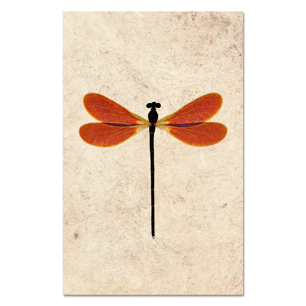 Amber Damsel