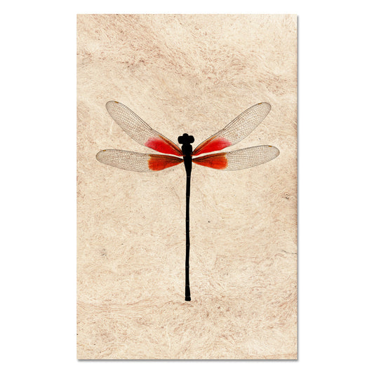 Ruby Damsel