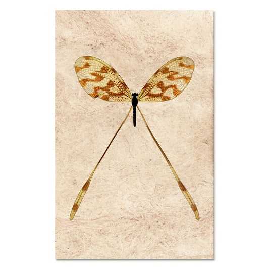 Spoonfly