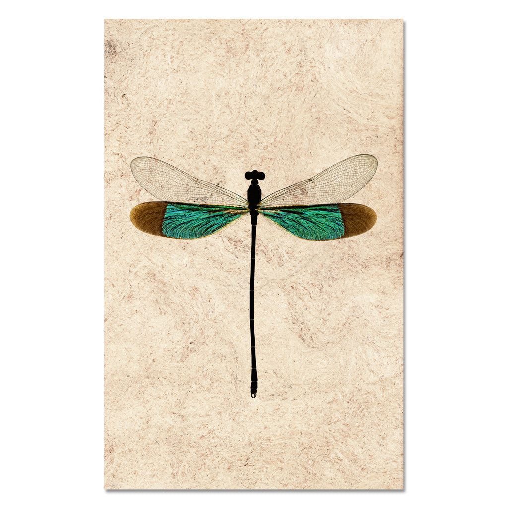Turquoise Damsel
