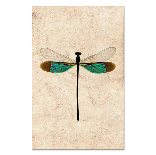 Turquoise Damsel