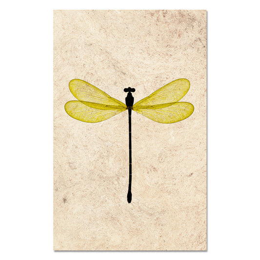 Yellow Damsel