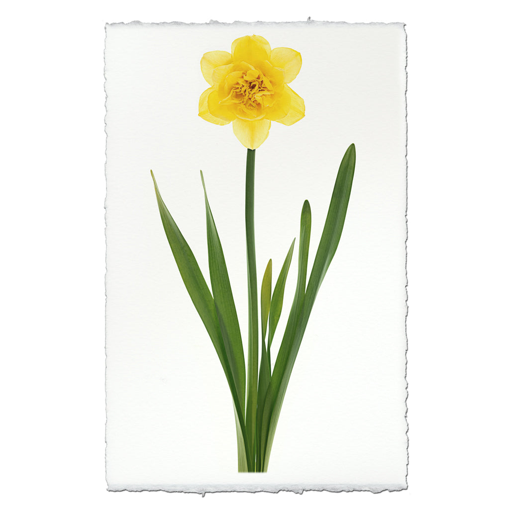 Daffodil