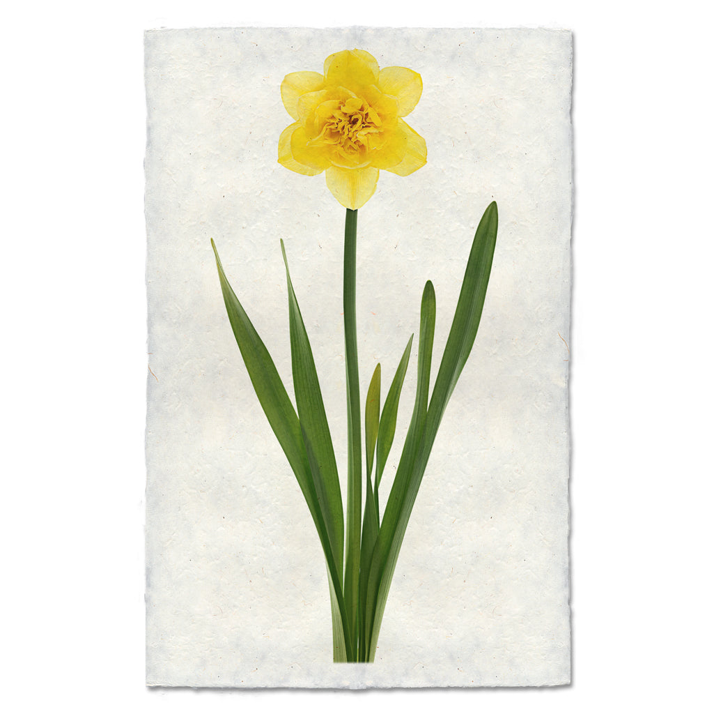 Daffodil