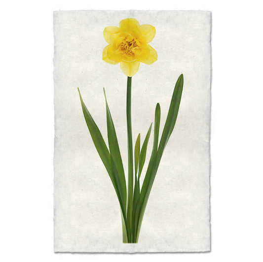 Daffodil