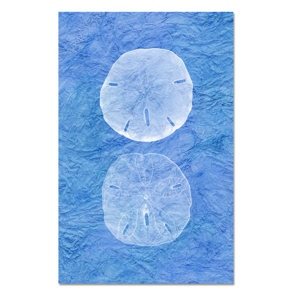 Double Sanddollar