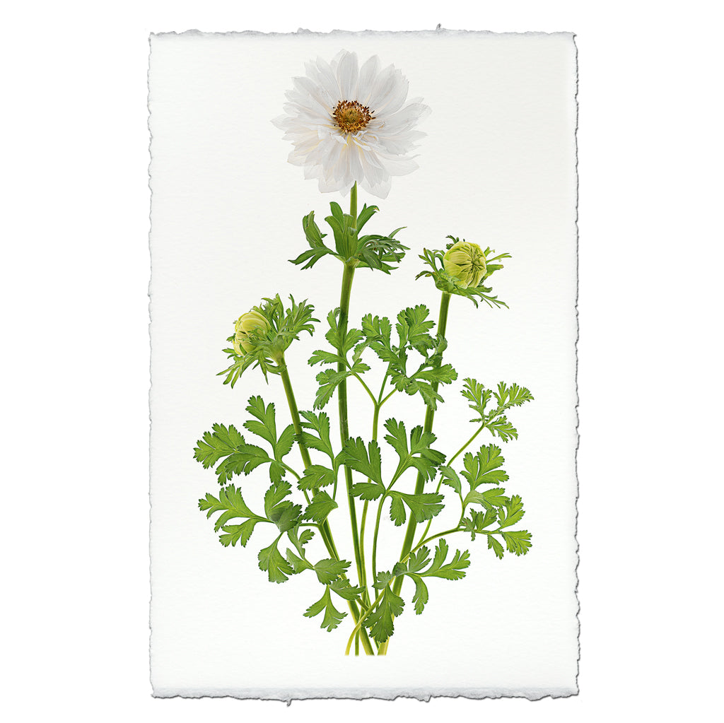 Double White Anemone