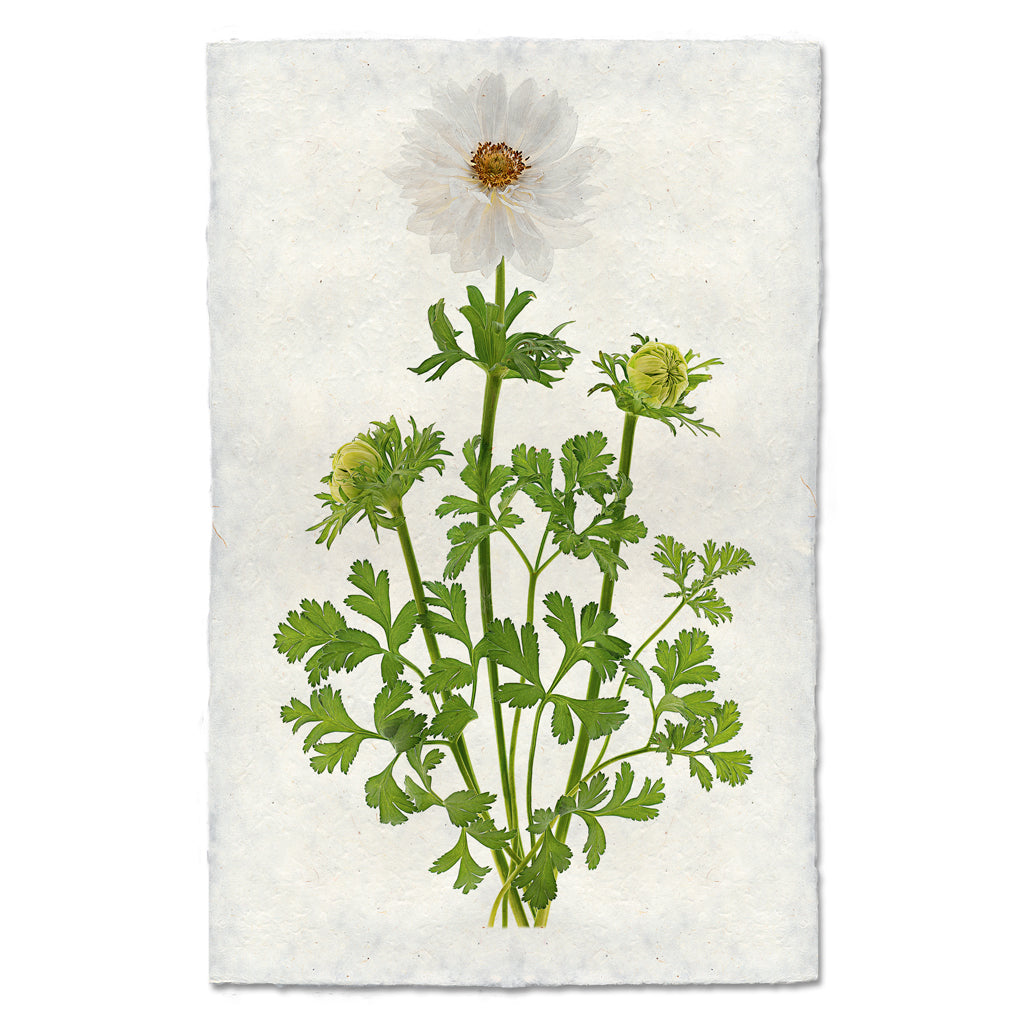 Double White Anemone