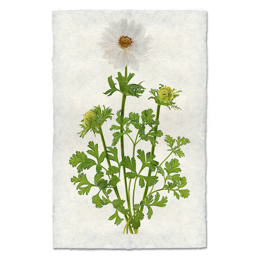 Double White Anemone