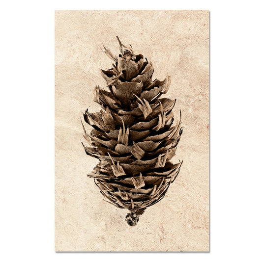 Douglas Fir