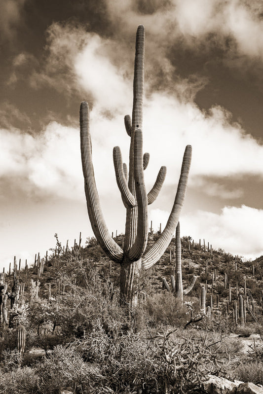 Desert Vista #1 grand format