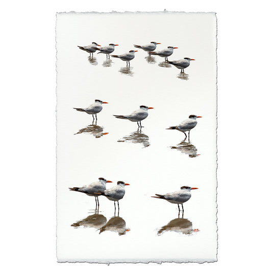 Royal Terns