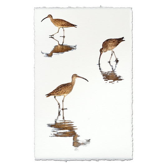 Three Whimbrels