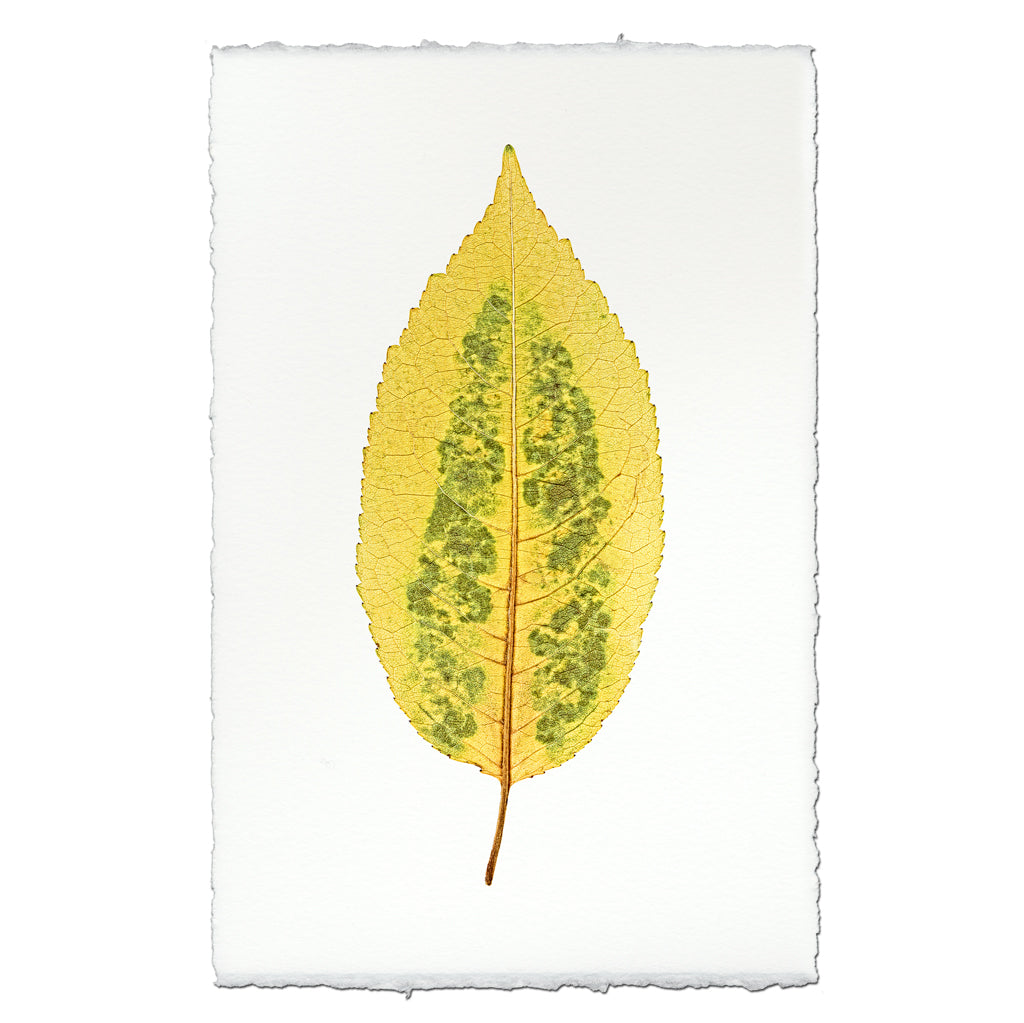 Cherry Leaf